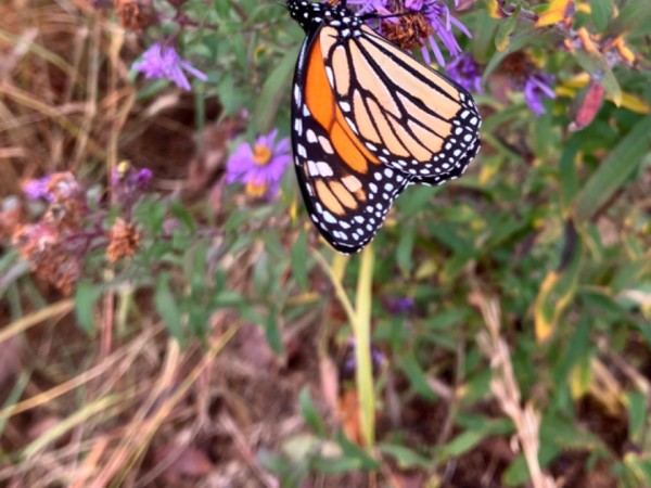 A monarch butterfly clinging to the bottom of a purple flower