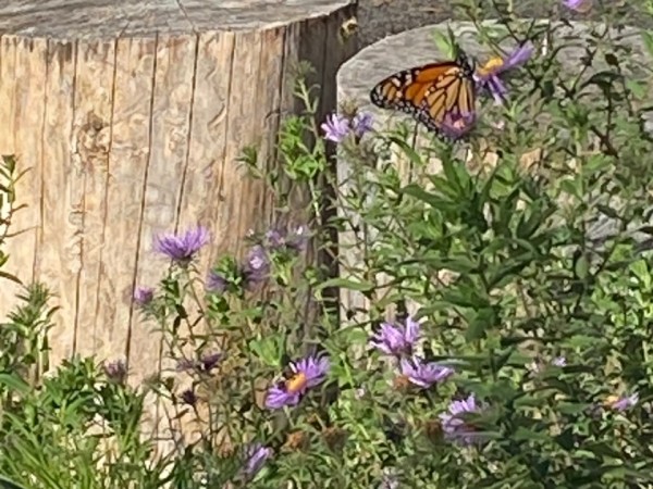 A monarch butterfly on a green and purple plant with two stumps in the background