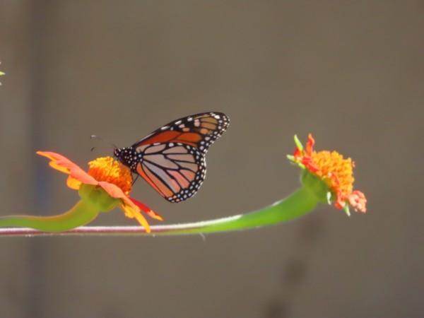 A monarch butterfly on a tithonia flower on the left, with another flower to the right