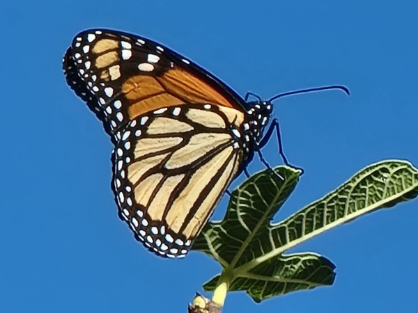 A monarch butterfly against a blue sky, on a green leaf, photographed from below