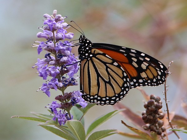 A monarch butterfly, close-up, facing left on a purple flower