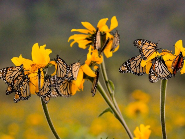 Monarch butterflies on yellow flowers, with blurred, colorful yellow flowers in the background