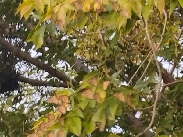 Monarch butterflies in a fall tree roost