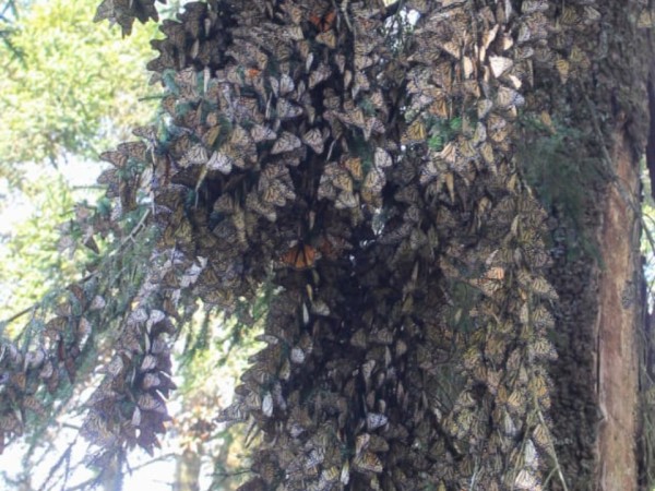 Monarch butterflies clustered in a fir tree