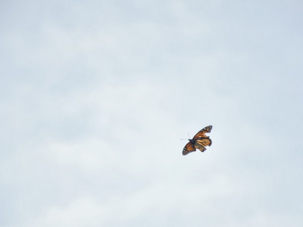 A tattered monarch butterfly flying from the bottom right corner of the screen against a blue sky