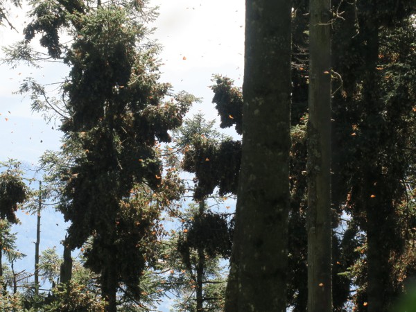 Monarchs fill the skies at Sierra Chincua Sanctuary in Mexico