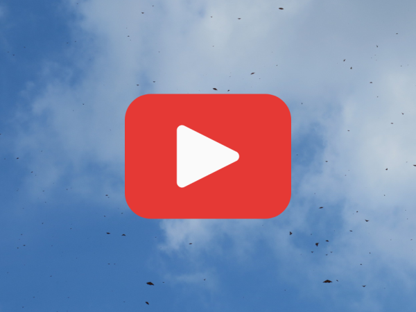 A blue clouded sky with monarch butterflies and a red play button for a YouTube video