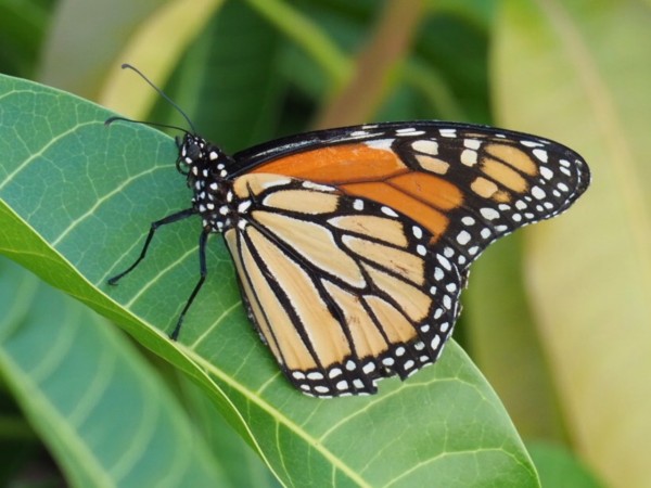 A monarch butterfly up close on a mango tree leaf