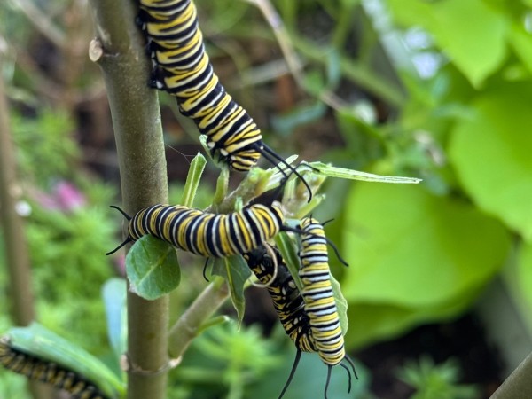 Monarch caterpillars up close, with four pictured up close and one blurred in the background