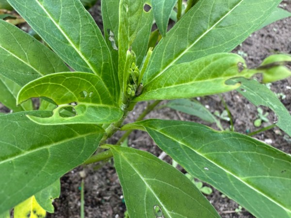 A milkweed plant with lots of holes from monarch