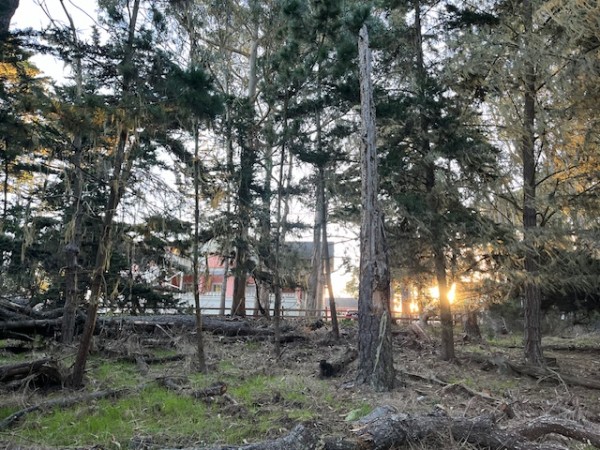 The sun rises behind a stand of trees at Pacific Grove Monarch Sanctuary