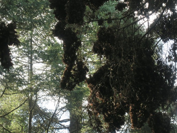 Clusters of monarch butterflies in a fir tree