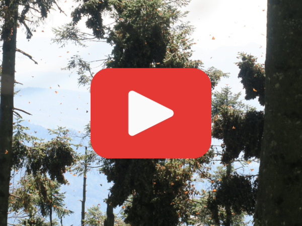 A photo of monarch butterflies with a red play button in the center