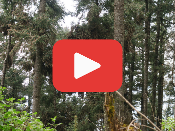 A red play button over a photo of monarch butterflies clustering in fir trees