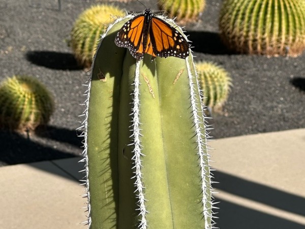 A monarch butterfly on a cactus