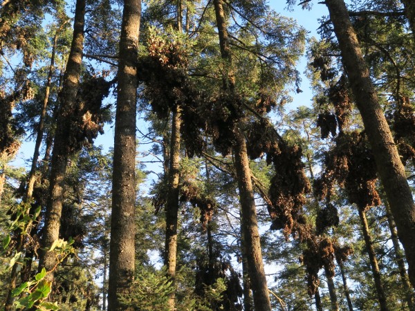 Monarch clusters in oyamel fir trees