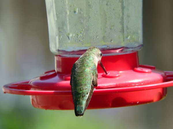A hummingbird photographed from behind on a red and clear feeder