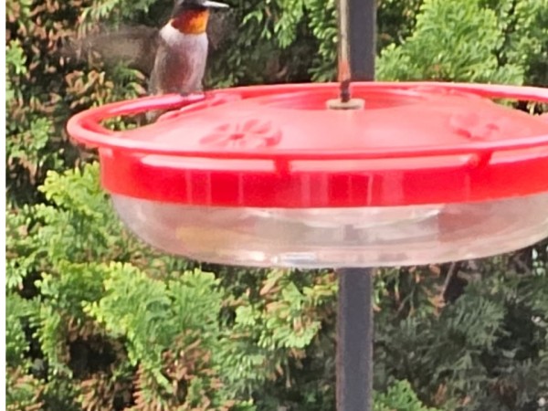A ruby-throated hummingbird at a feeder