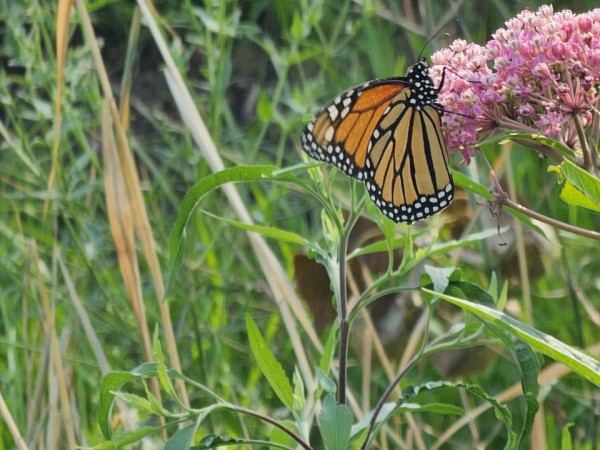 A monarch on milkweed with closed wings and green vegetation around
