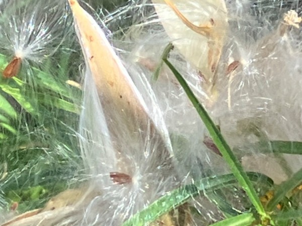Monarch pods with seeds exposed