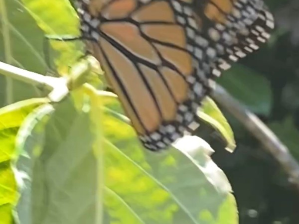 A monarch butterfly with closed wings on a dogwood branch