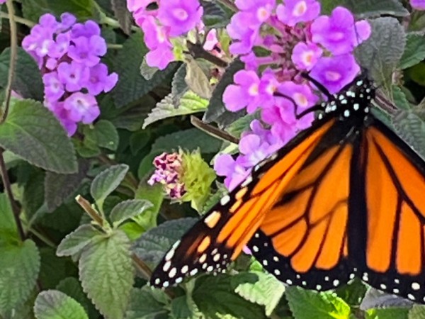 A monarch butterfly with open wings on purple flowers