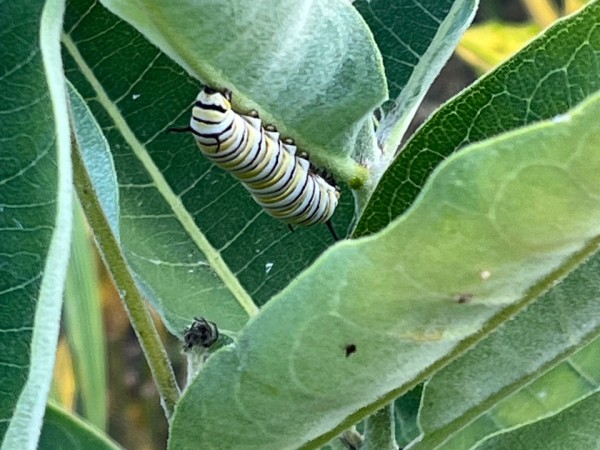 A monarch caterpillar on the underside of a leaf