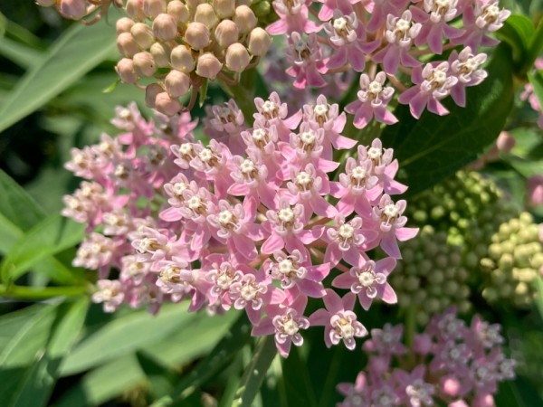 Swamp milkweed blooming