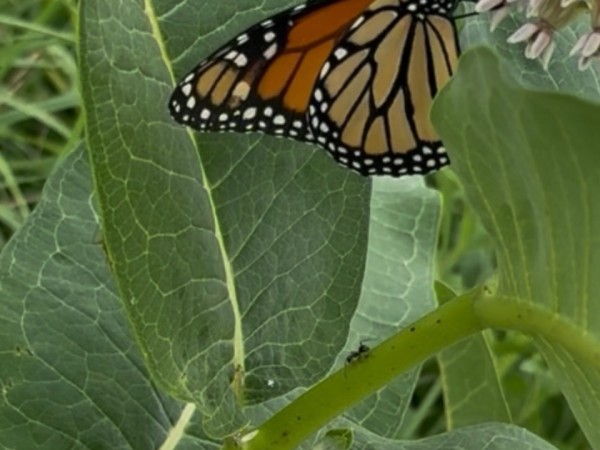 A monarch butterfly on milkweed