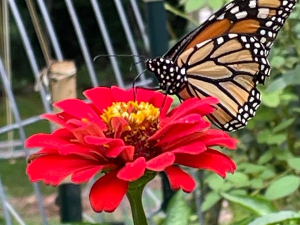A monarch butterfly on a red flower