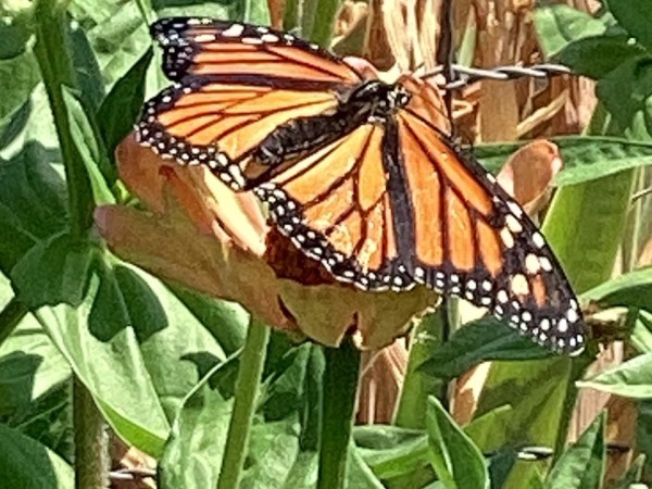 A monarch on a flower