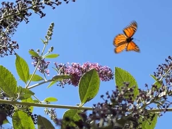 A blurry monarch butterfly in front of a blue sky