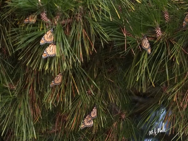 Monarchs in an evergreen tree