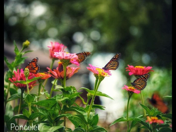 Monarchs on multi-colored flowers with a watermark reading "Poncelet"