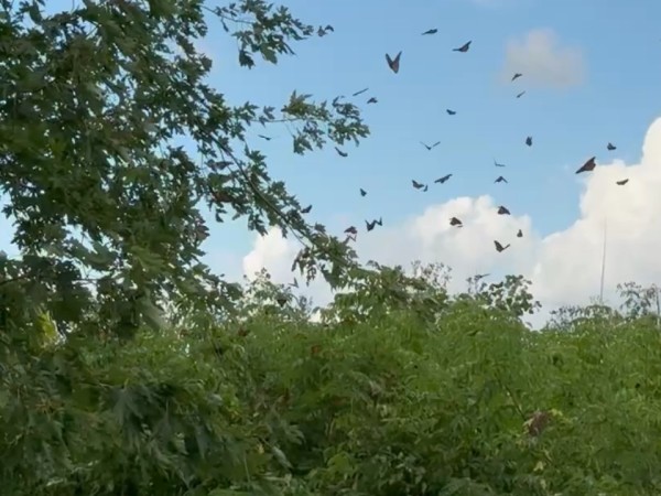 Monarch butterflies against a blue sky with clouds