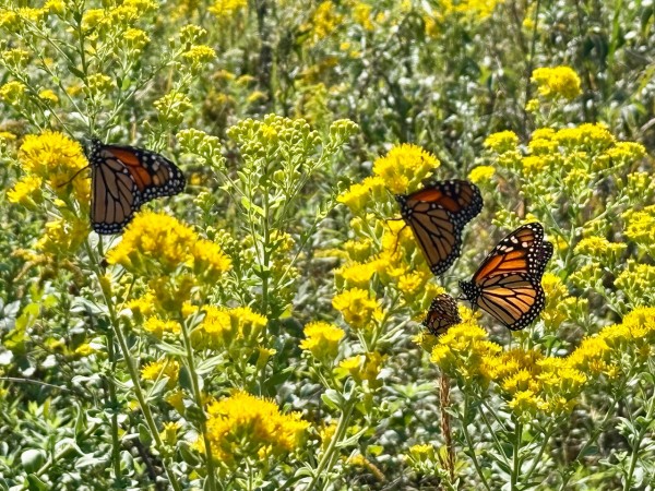Three monarchs on yellow flowers