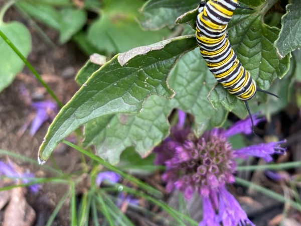 A monarch butterfly with a purple flower in frame