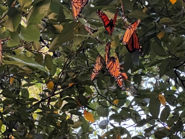 Monarch butterflies in a tree