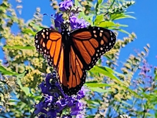 A monarch on a tall purple flowering plant
