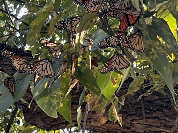 Monarchs roosting in a tree