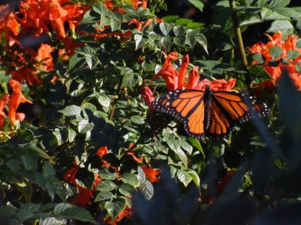 A monarch on orange flowers