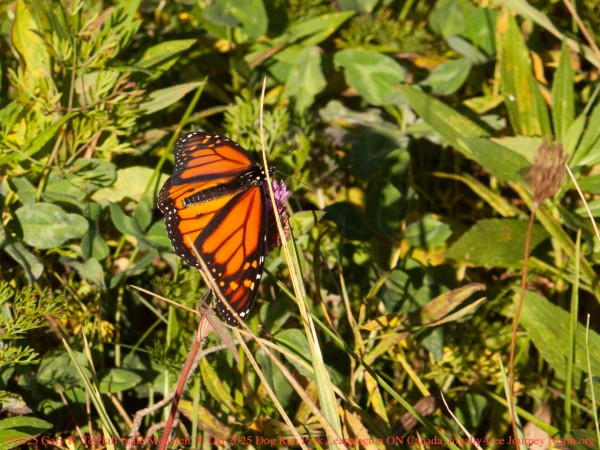 A monarch butterfly on a single flower surrounded by green
