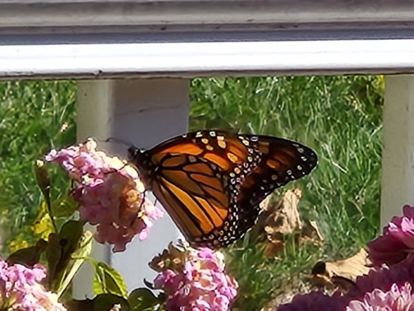 A monarch butterfly on lantana flowers