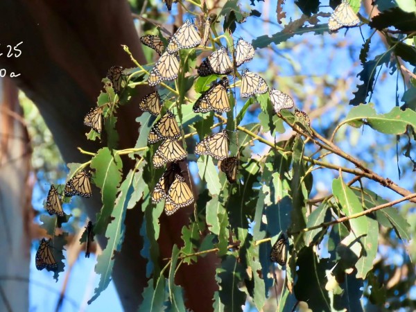Monarchs in a tree. The text "L.F., 10.18.25, Tree 10a, 25" is written in the top left corner