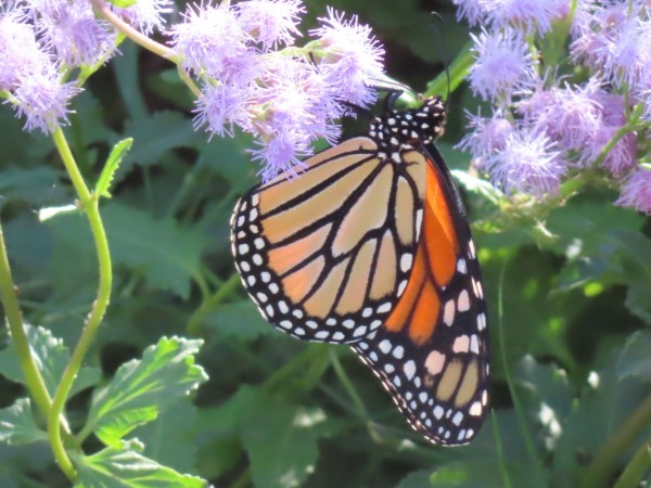 A monarch on light purple flowers