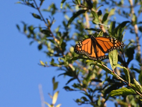 A monarch on a tree branch