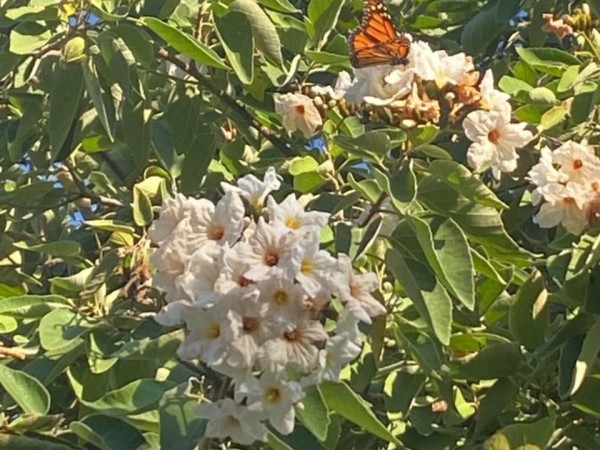 Monarch on a white flowering bush