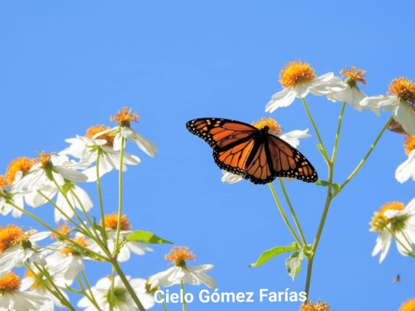 A monarch on white flowers
