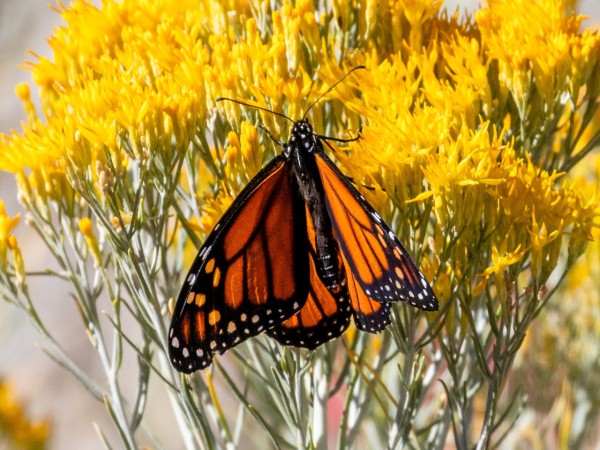 A monarch on yellow flowers