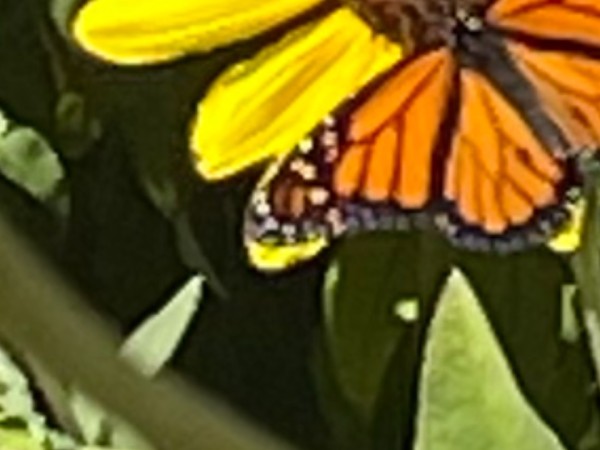 A monarch butterfly on a sunflower